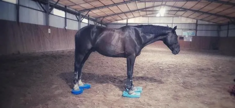 Jak spełnić marzenia i zostać fizjoterapeutą koni?