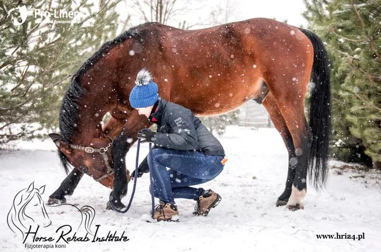 Fizjoterapia koni