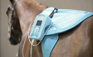 Szkoła fizjoterapii koni